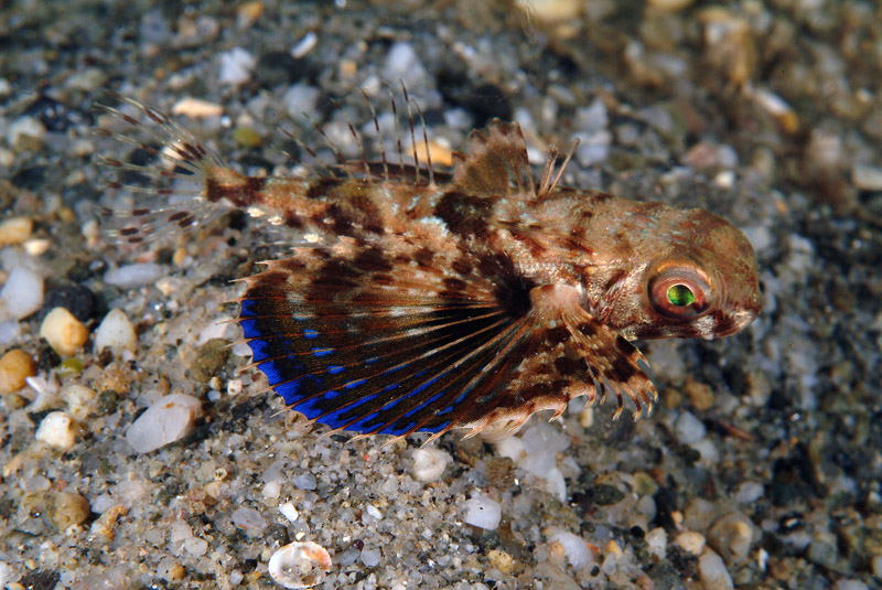 Dactylopterus volitans / pesce civetta